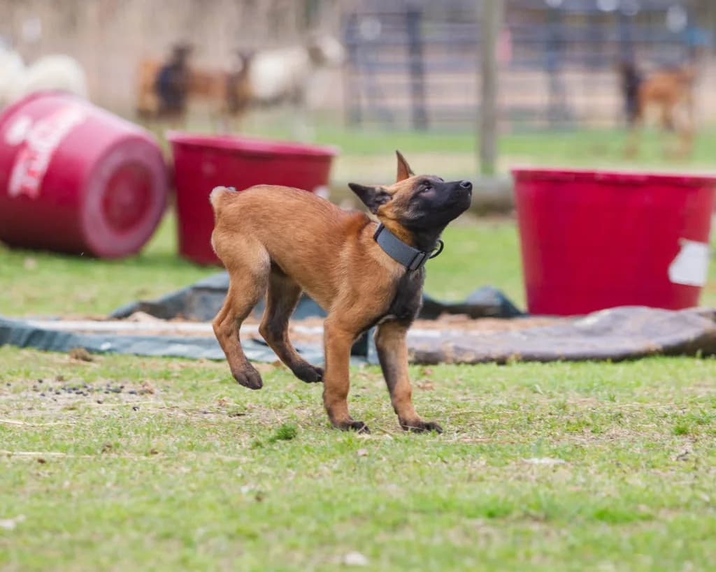 “B” Litter photo 320