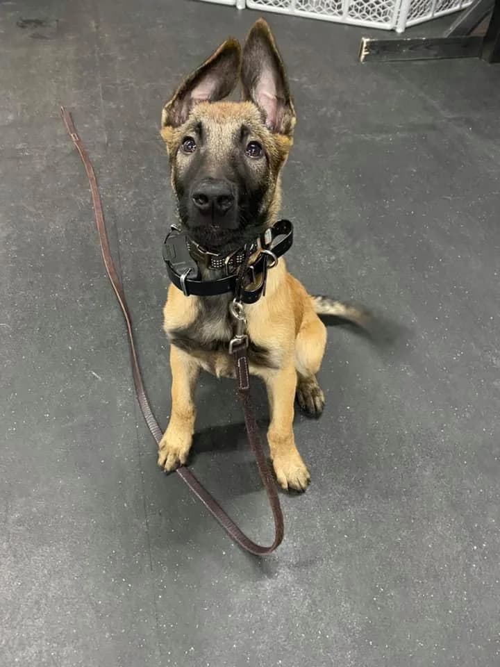 “B” Litter photo 368