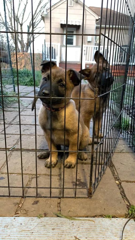“B” Litter photo 187
