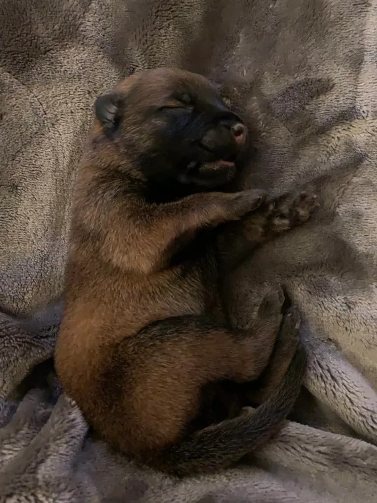 “B” Litter photo 13