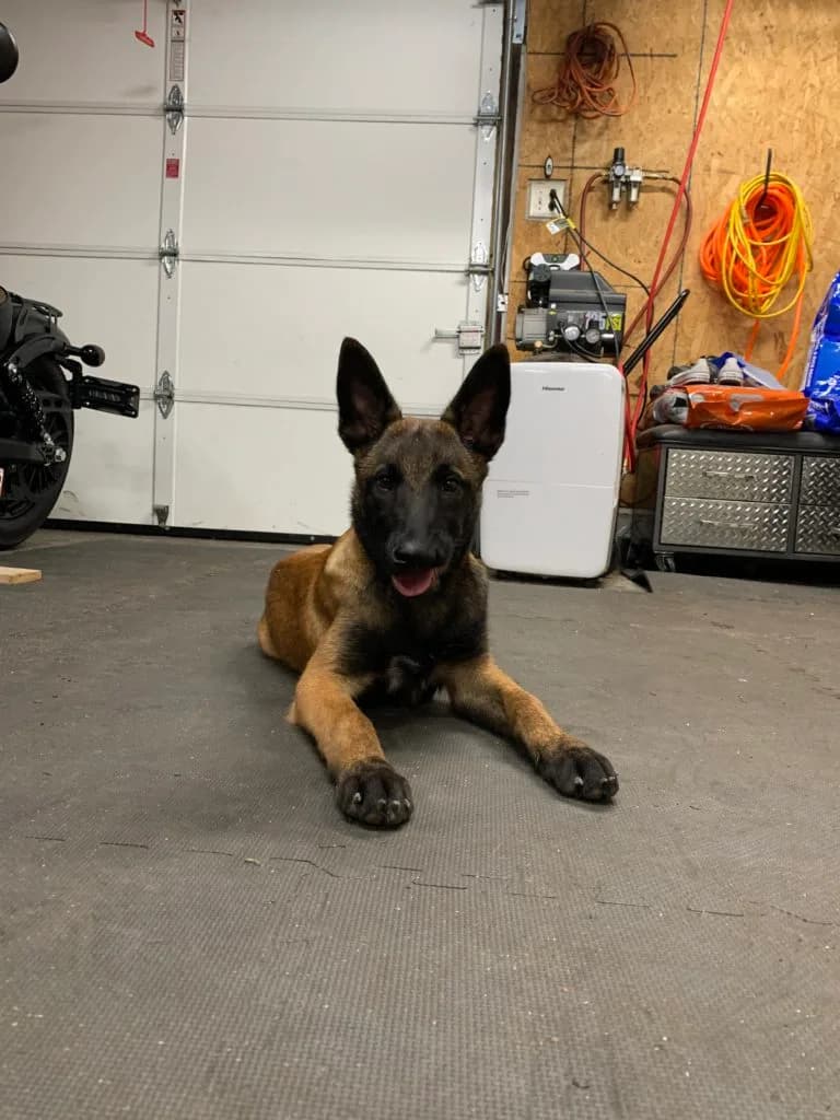 “B” Litter photo 413