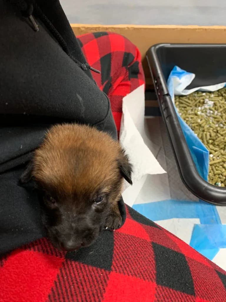 “B” Litter photo 81