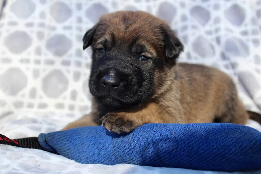 “B” Litter photo 52