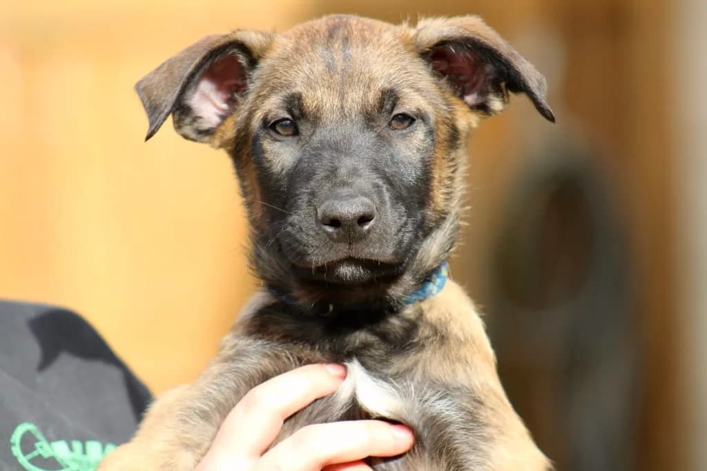 “B” Litter photo 236