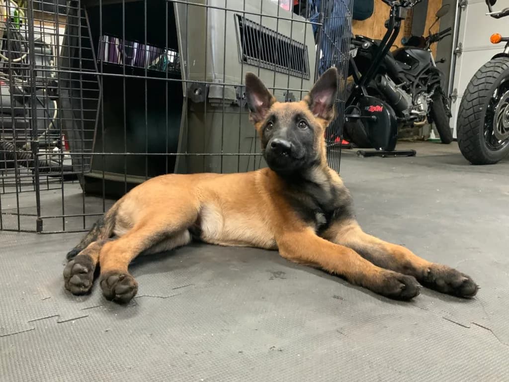 “B” Litter photo 307
