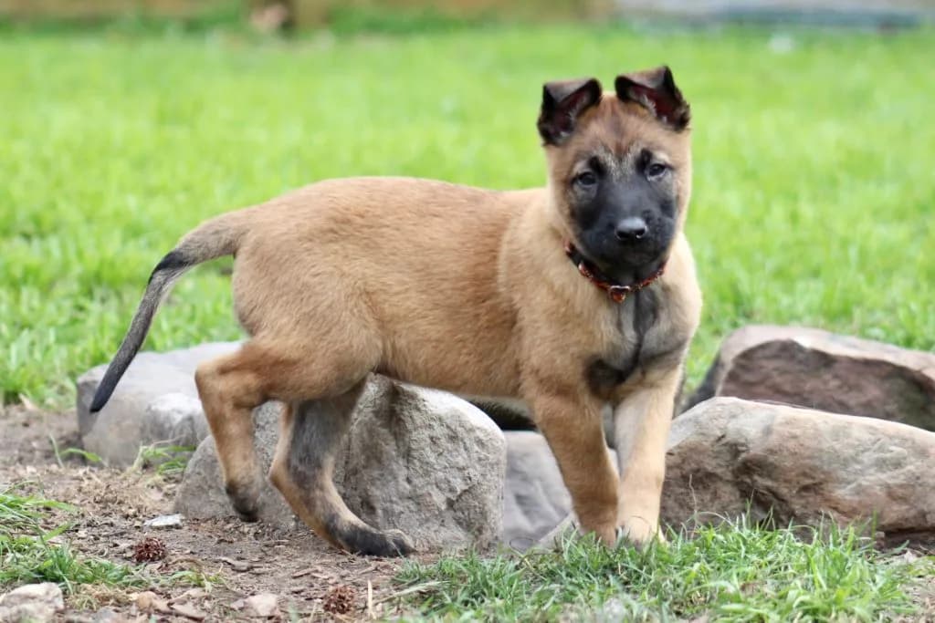 “B” Litter photo 203