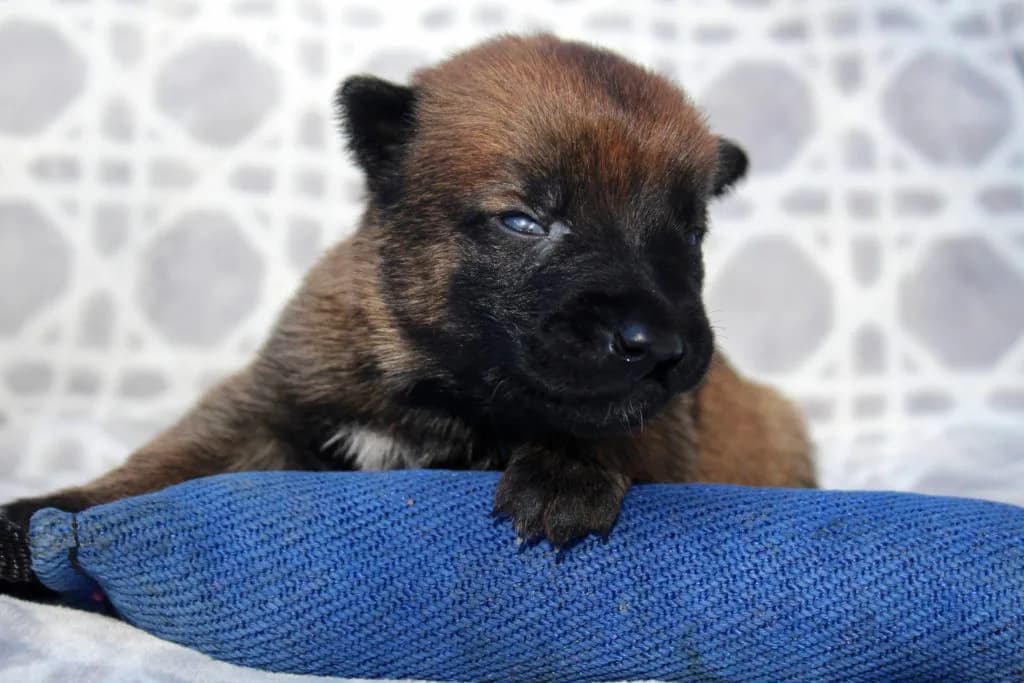 “B” Litter photo 42