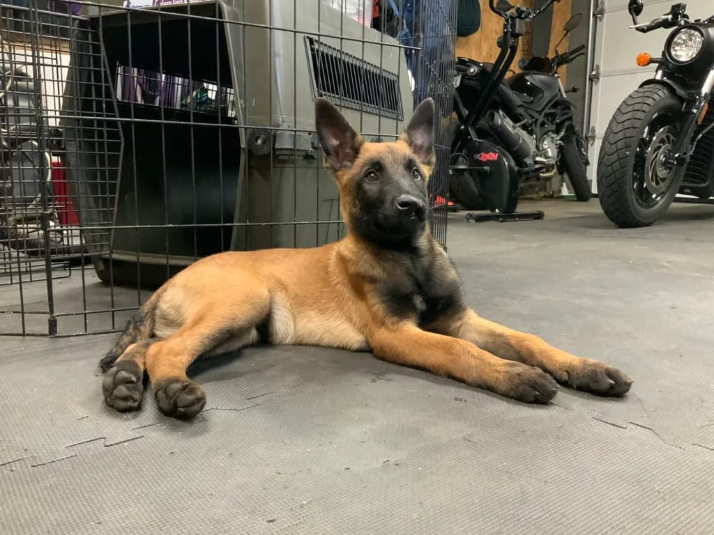 “B” Litter photo 308