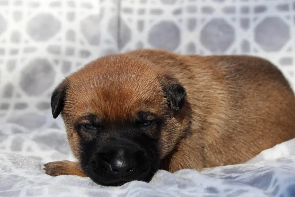 “B” Litter photo 58