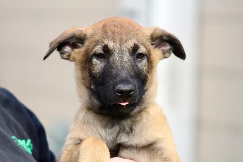 “B” Litter photo 249