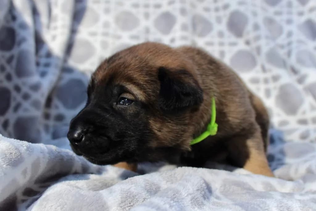 “B” Litter photo 40
