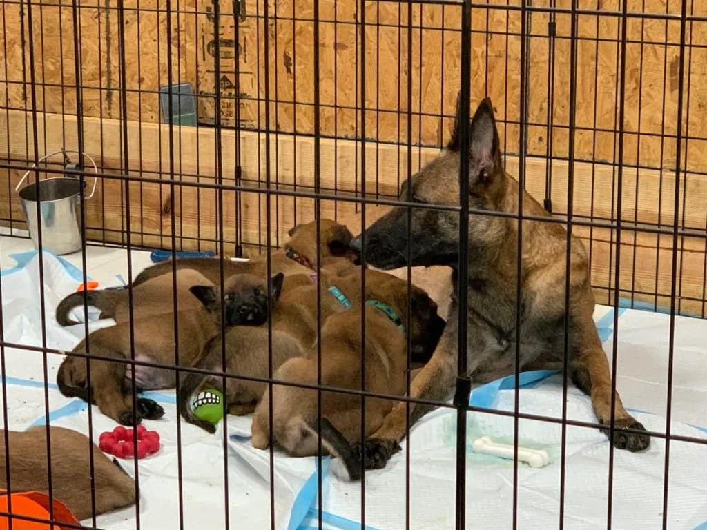 “B” Litter photo 135