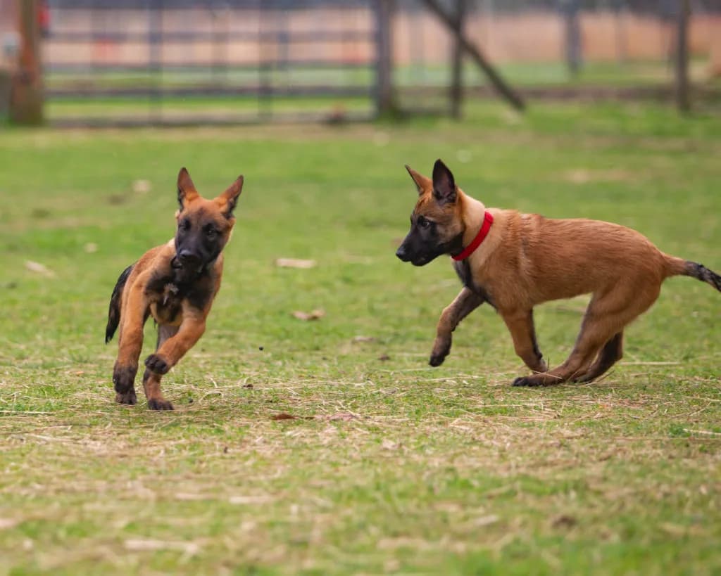 “B” Litter photo 336