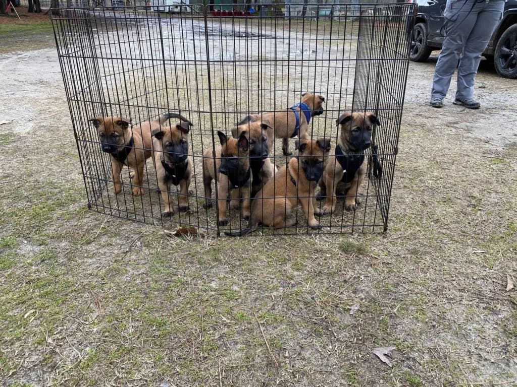 “B” Litter photo 167