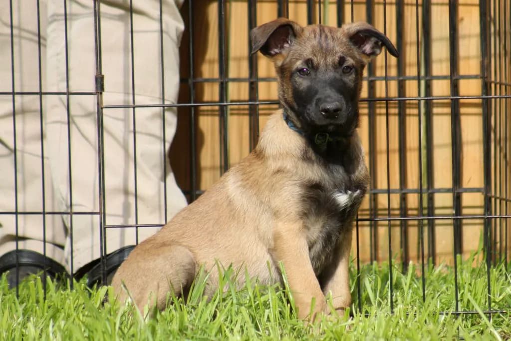 “B” Litter photo 241