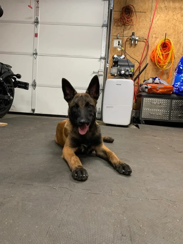 “B” Litter photo 411
