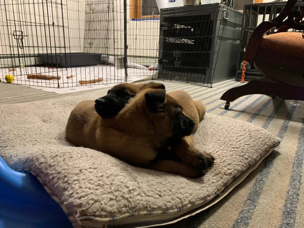 “B” Litter photo 268