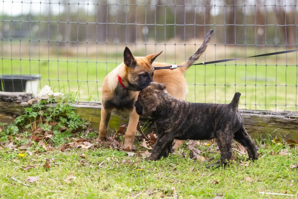“B” Litter photo 335