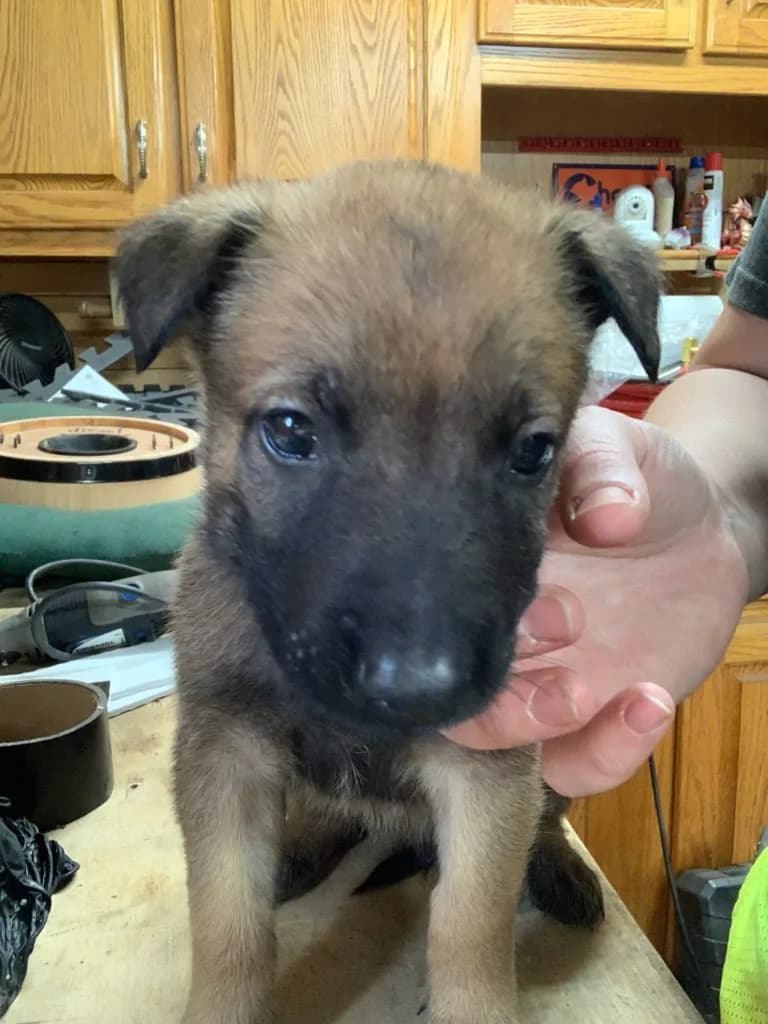 “B” Litter photo 108