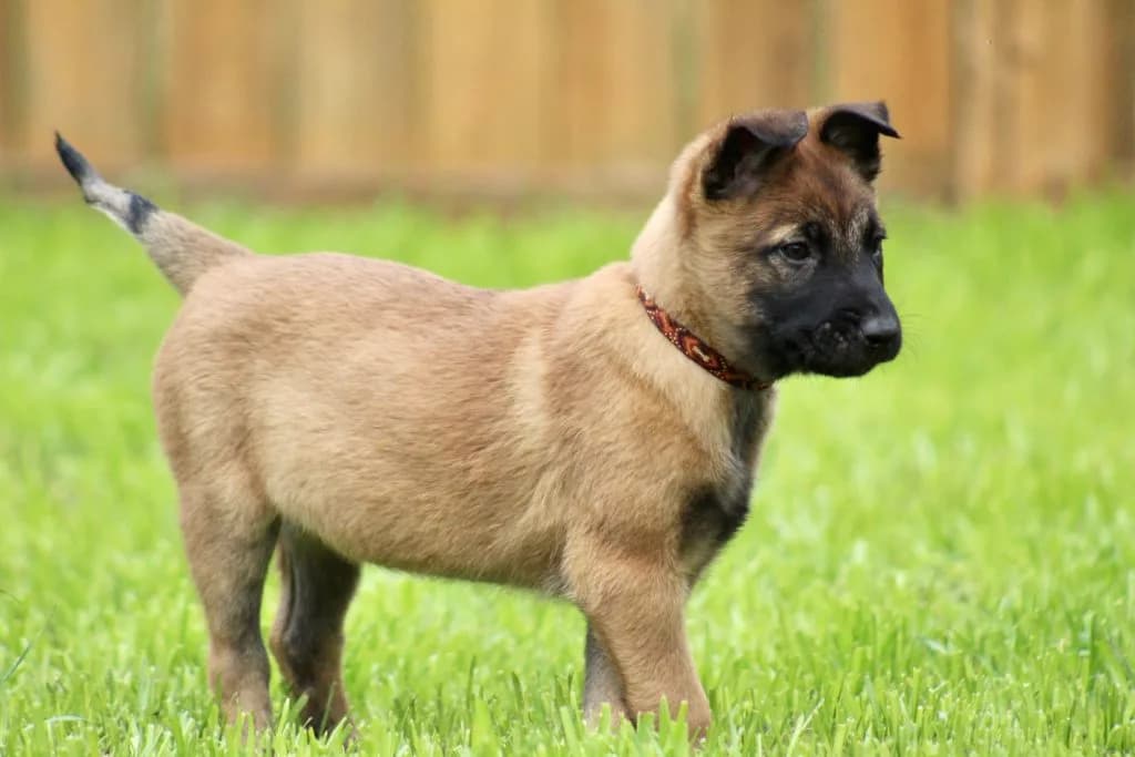 “B” Litter photo 196