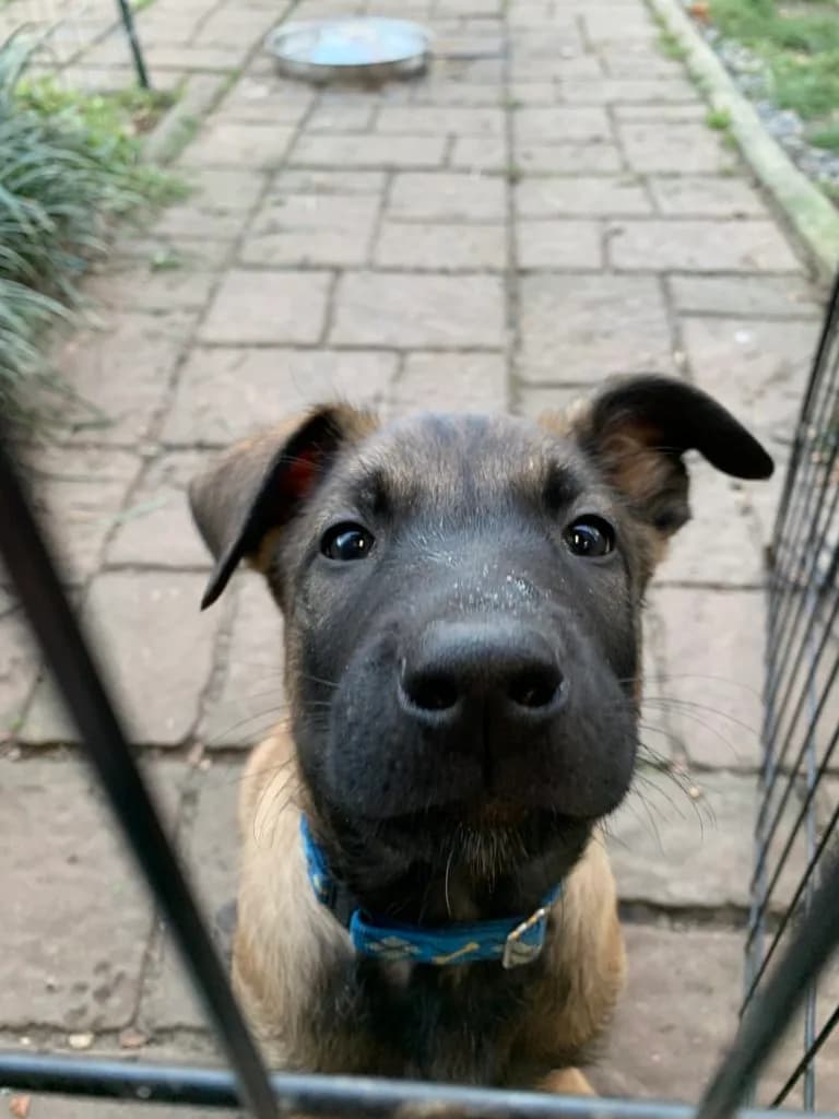 “B” Litter photo 177