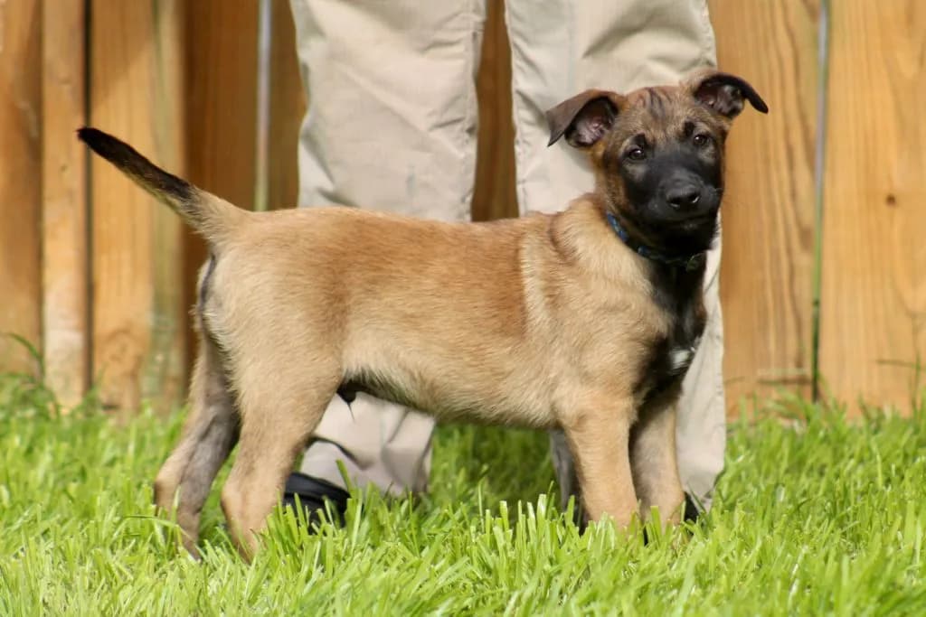 “B” Litter photo 243