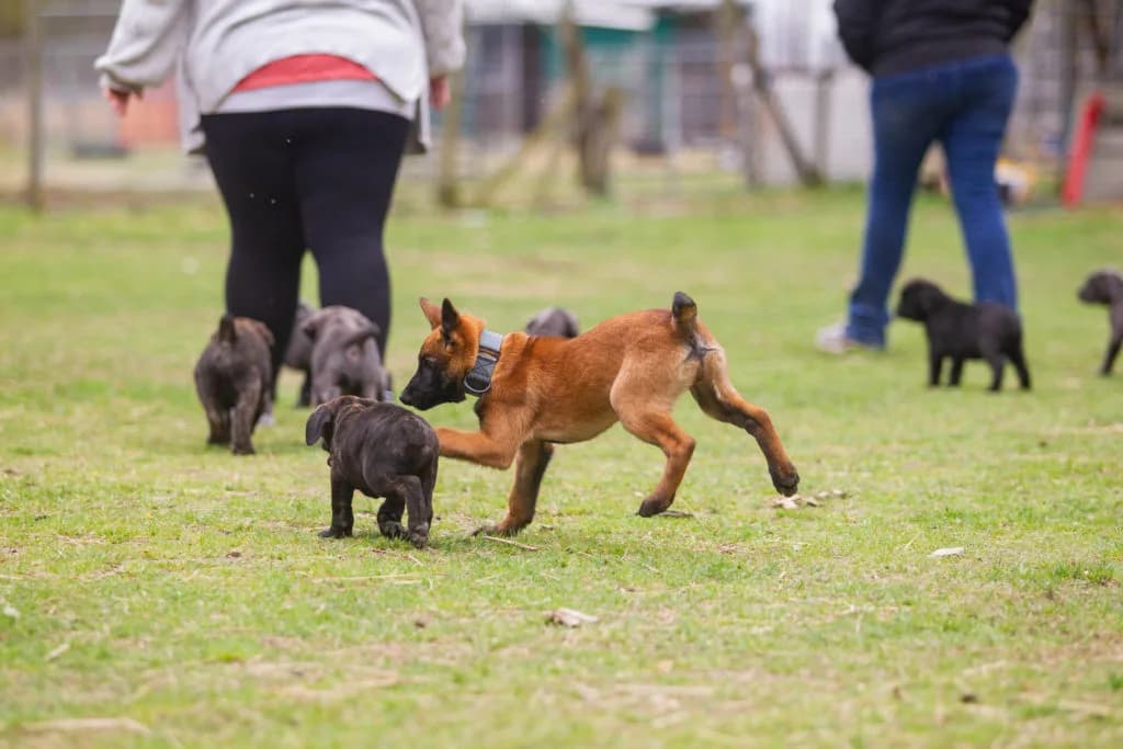 “B” Litter photo 325