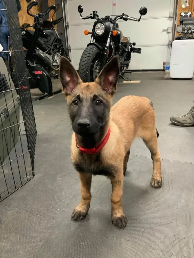 “B” Litter photo 313