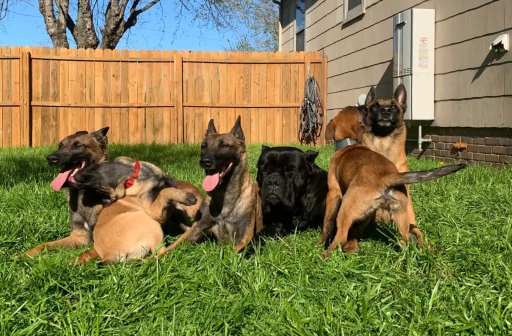 “B” Litter photo 357
