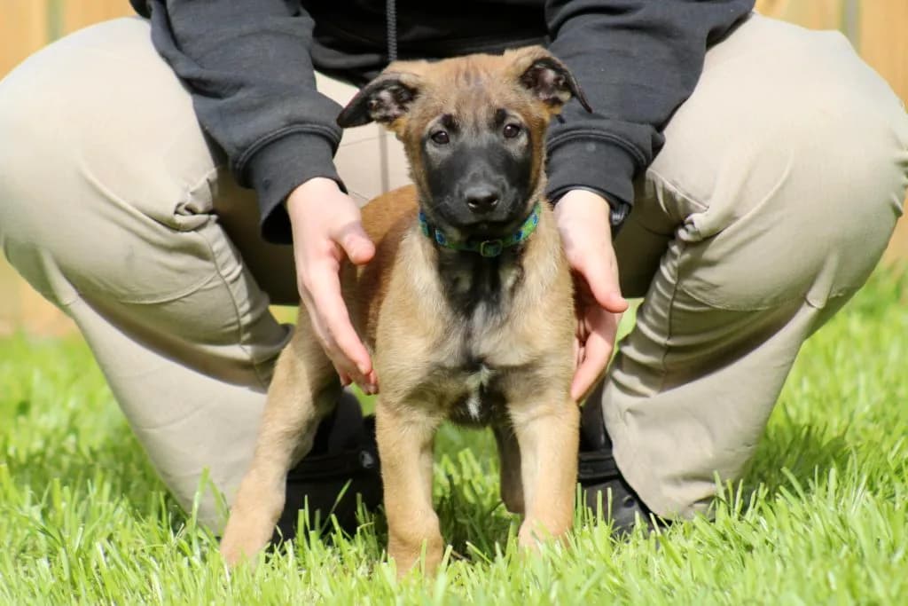 “B” Litter photo 231