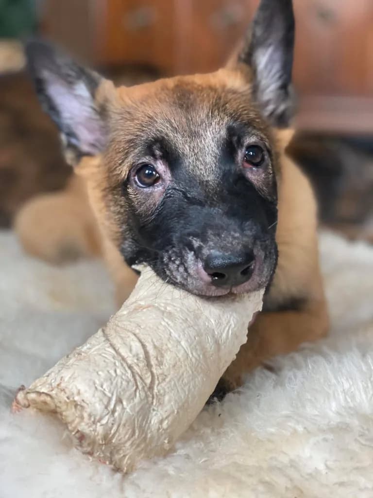 “B” Litter photo 286
