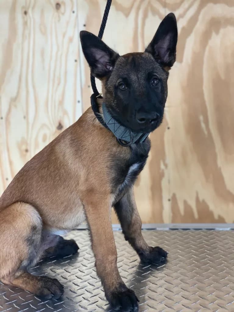 “B” Litter photo 382