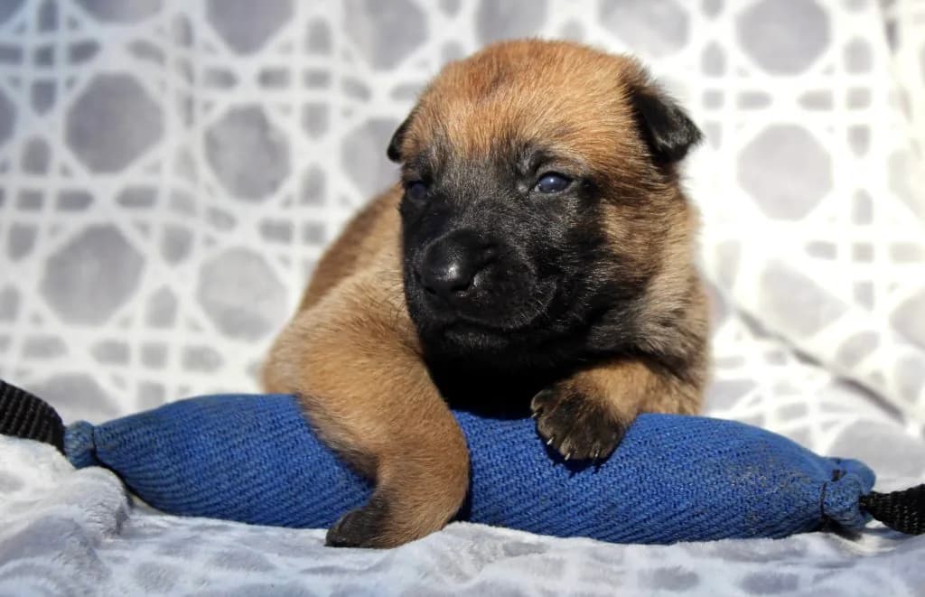 “B” Litter photo 66