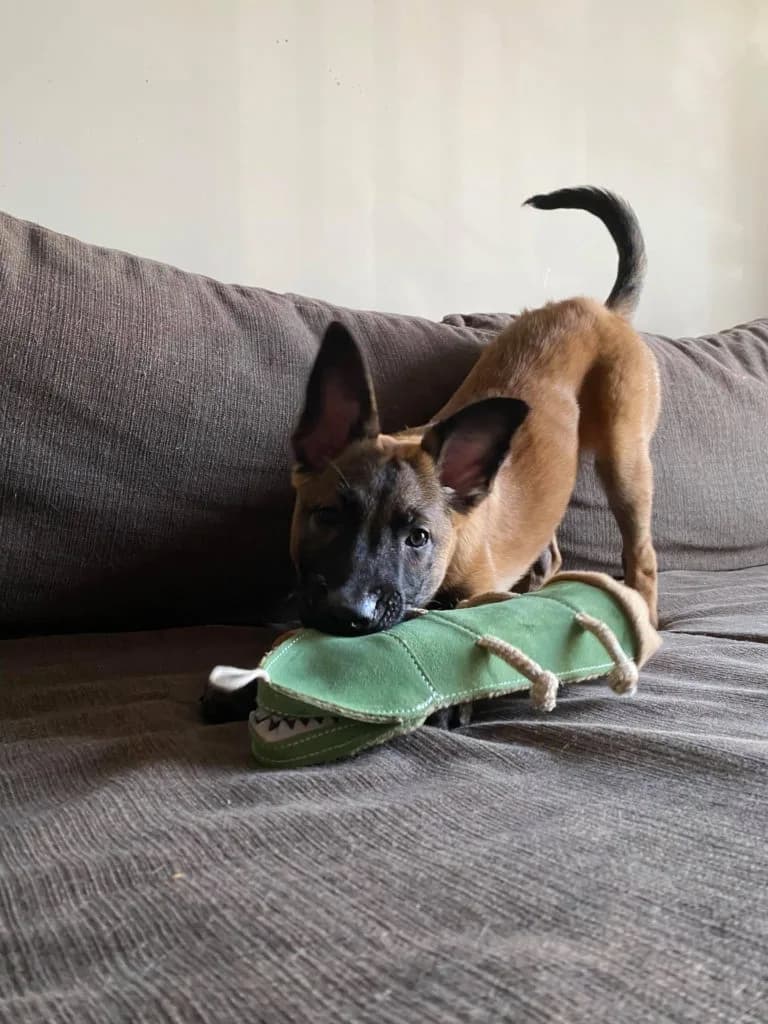 “B” Litter photo 387
