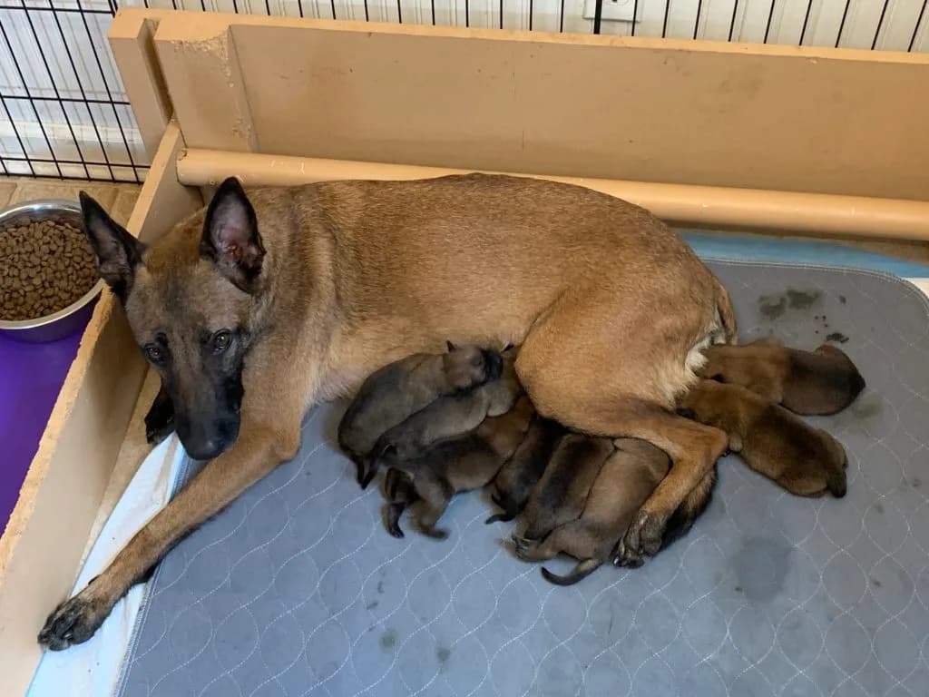 “B” Litter photo 11