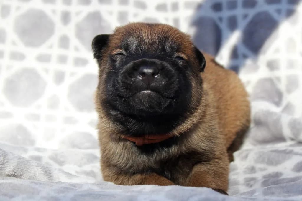 “B” Litter photo 60