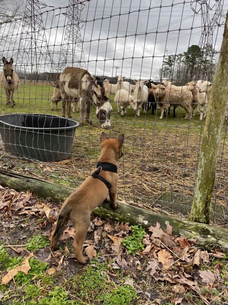 “B” Litter photo 163