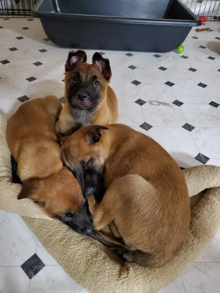 “B” Litter photo 269