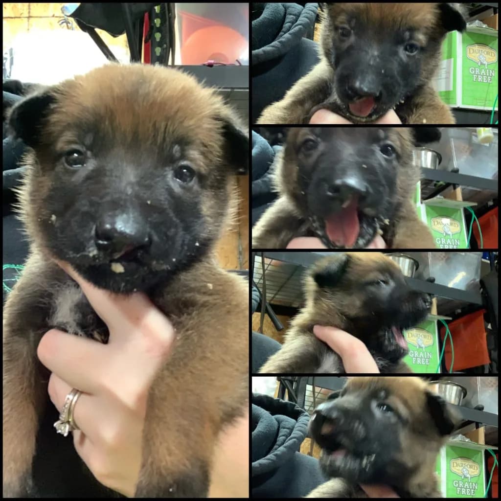 “B” Litter photo 90