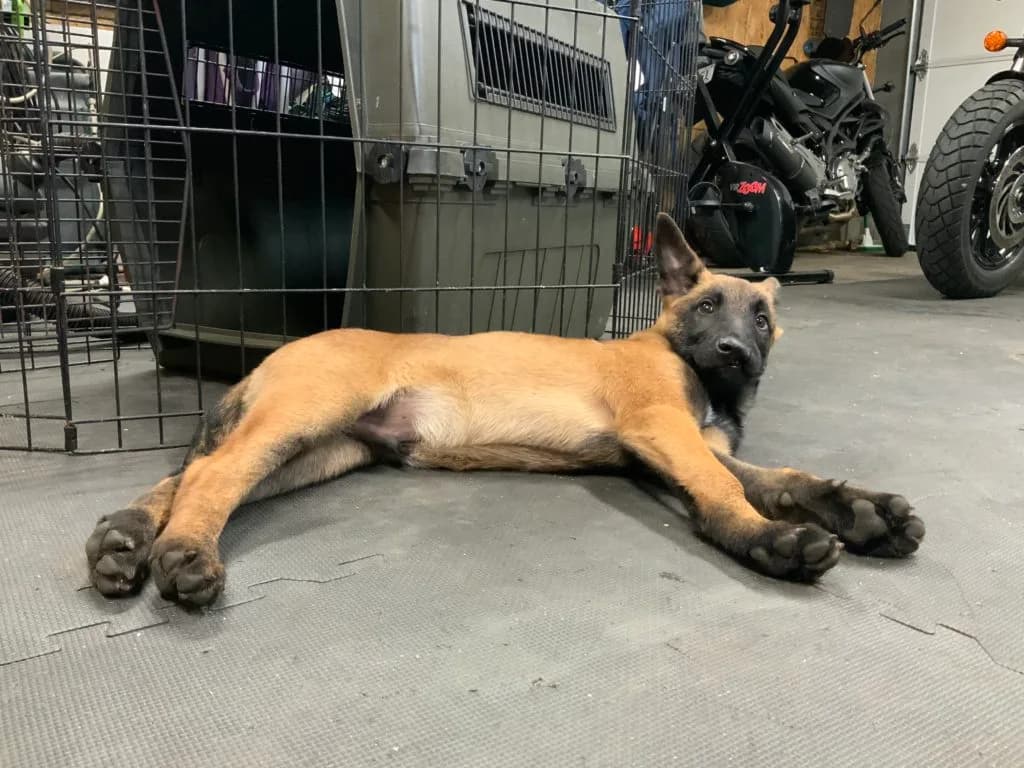 “B” Litter photo 305
