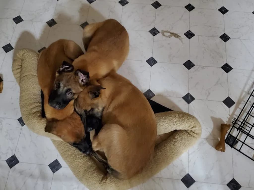 “B” Litter photo 270