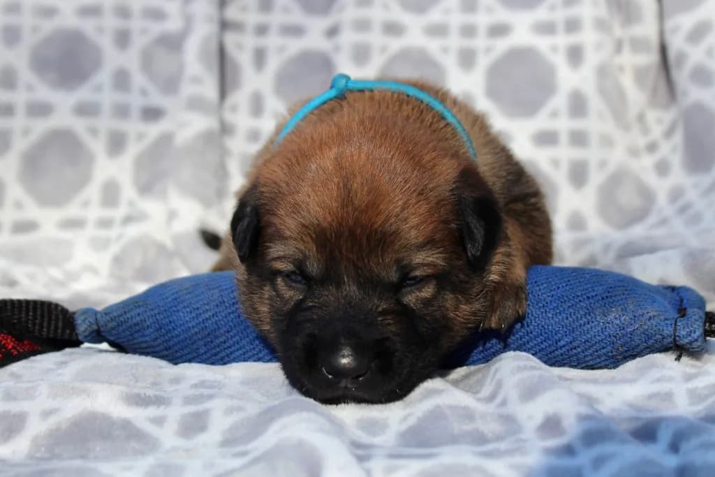 “B” Litter photo 48