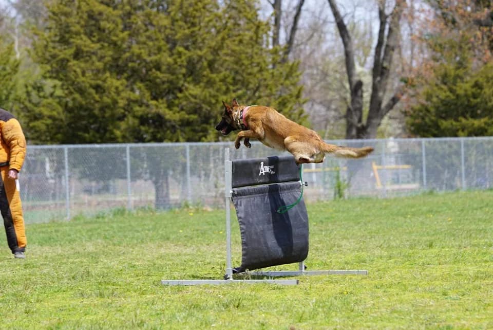Whiplash’s Awesome Beekeeper “Idgie” photo 8