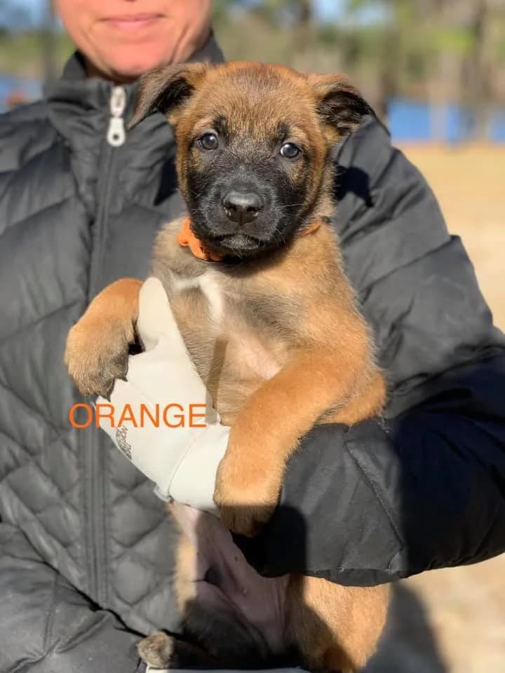 “C” Litter photo 9