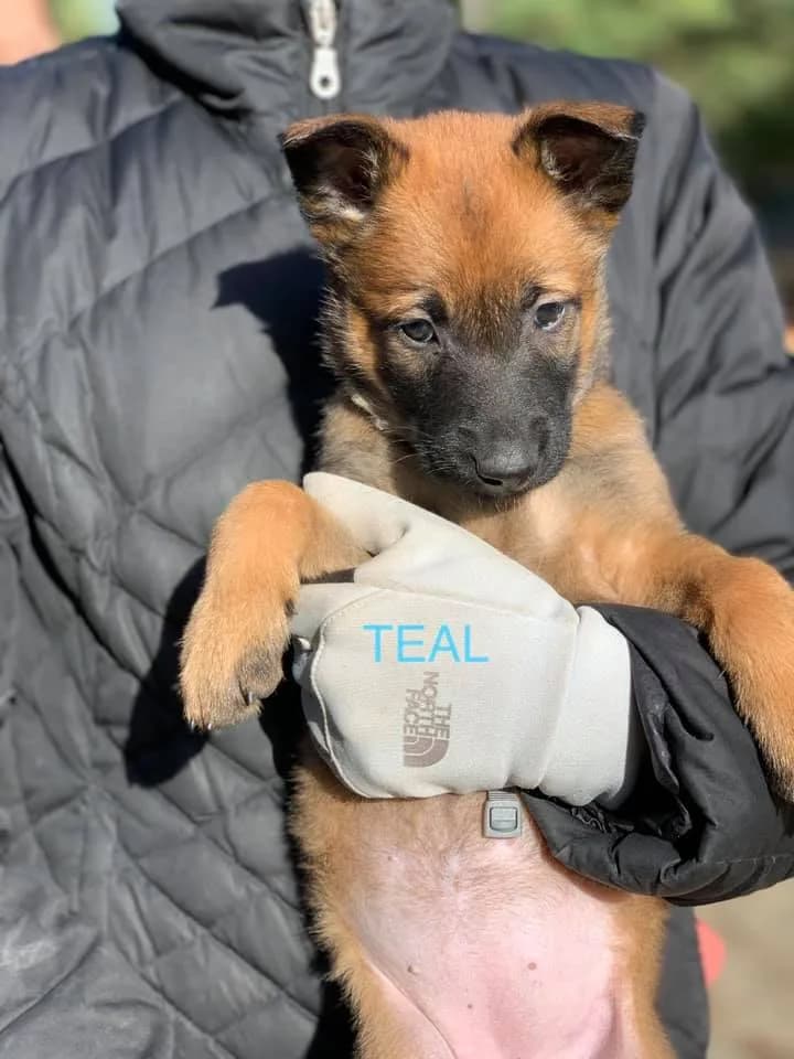 “C” Litter photo 27
