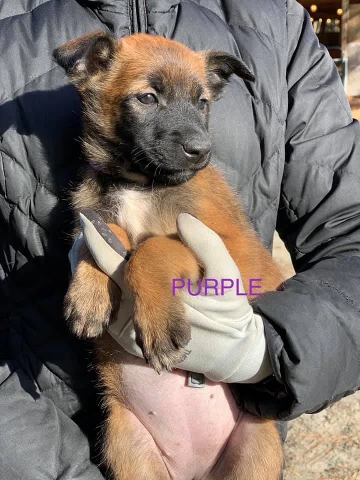 “C” Litter photo 6