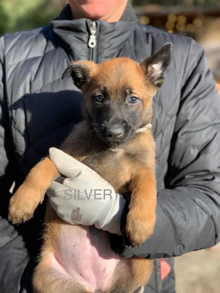 “C” Litter photo 24