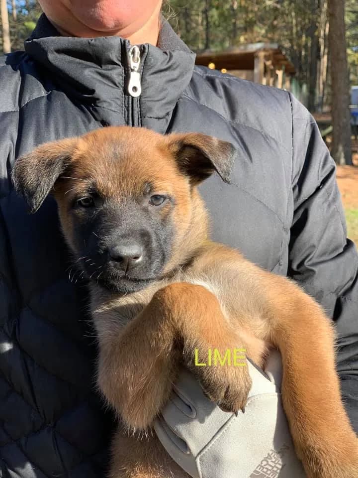 “C” Litter photo 30