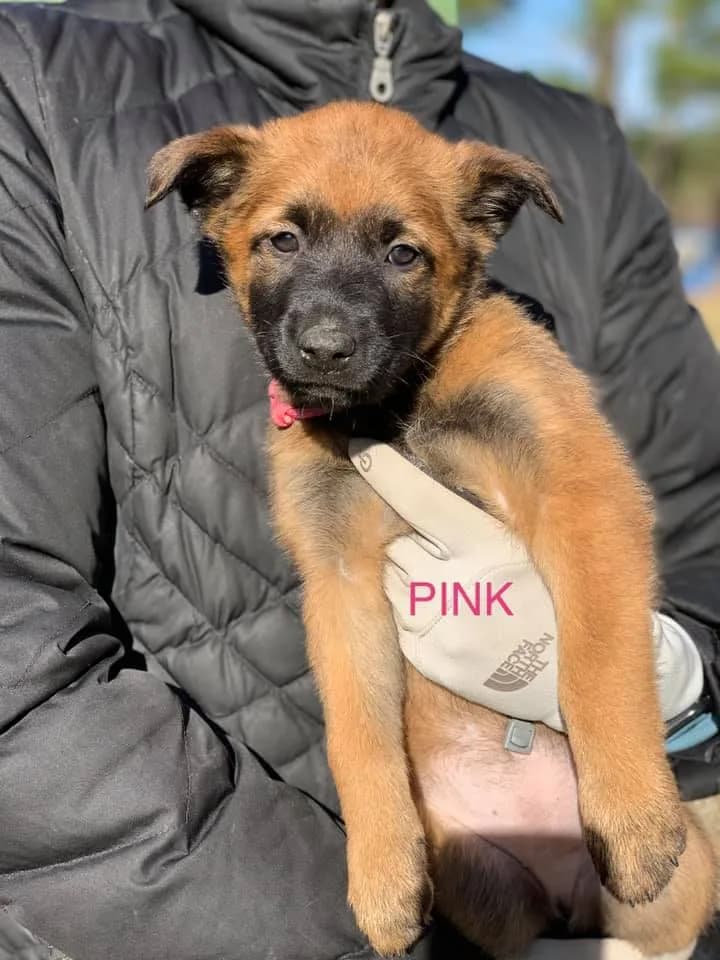 “C” Litter photo 12