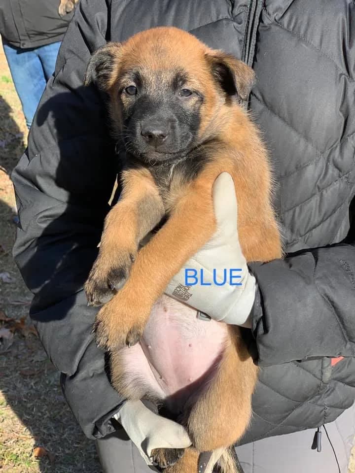 “C” Litter photo 18